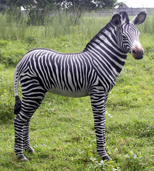 LIFE SIZE Statue Wild Baby Zebra Foal Zoo Animal Safari Jungle  