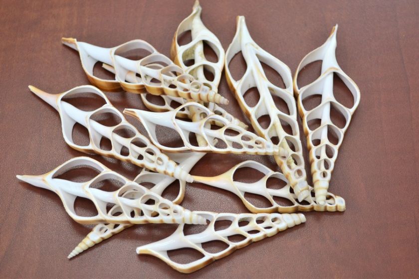 TIBIA CURTA CENTER CUT SEA SHELL CRAFT 12 PCS #7404  