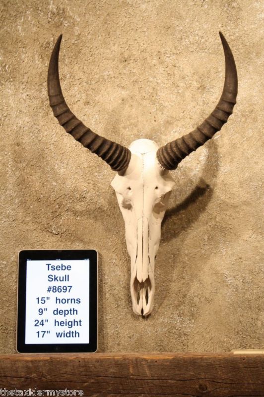 8697 Real African Tsebe Skull Taxidermy Mount Horns  